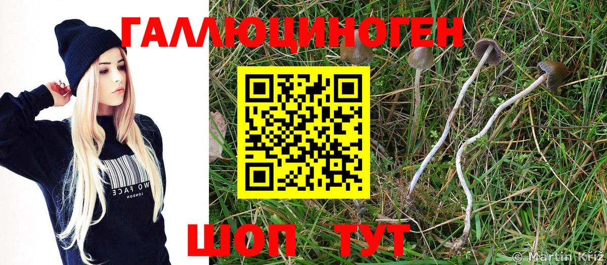 Галлюциногенные грибы Cubensis  Вход с VPN  Рубцовск 